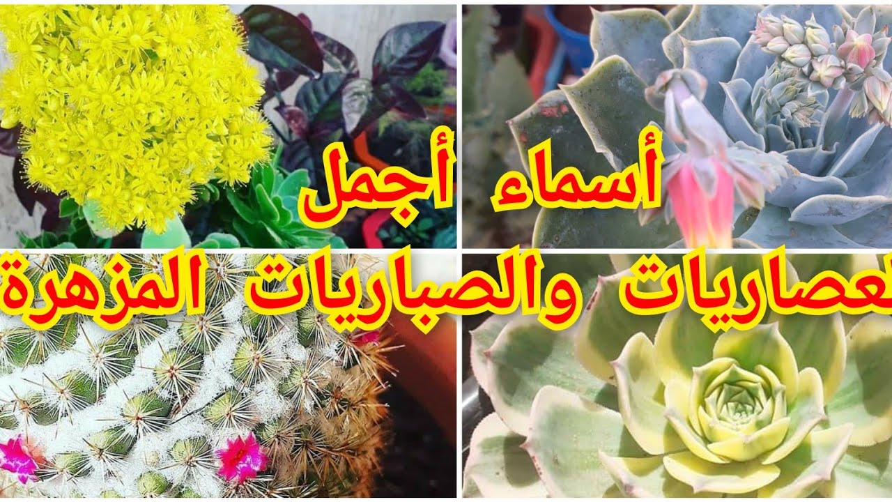 أجمل العصاريات والصباريات المزهرة best flowering cacti and succulents 