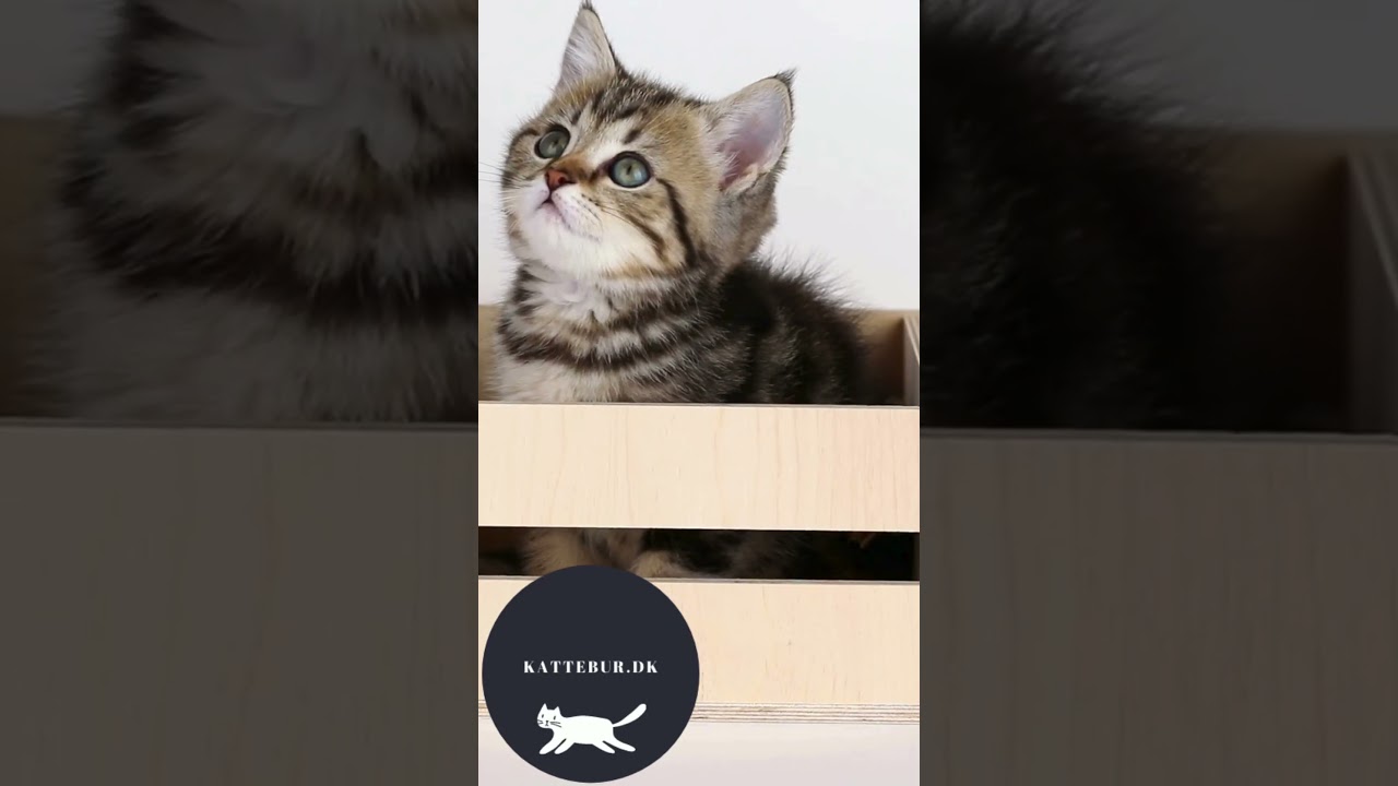 kattebur uge 27 2024 Video Full HD 1080x1920 px