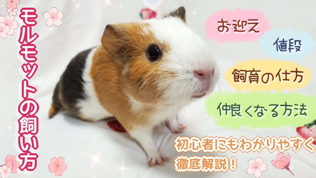 モルモットの飼い方を徹底解説