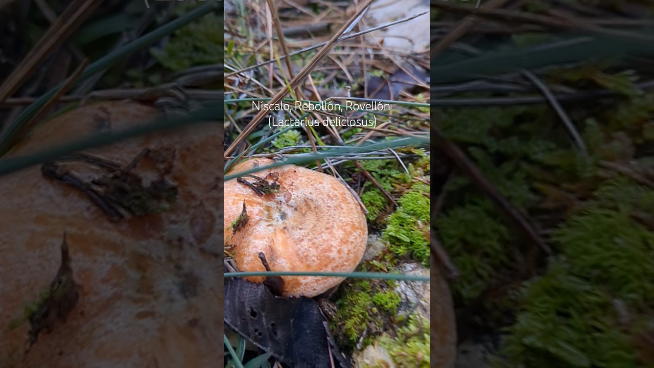 N&iacute;scalo, Reboll&oacute;n, Rovell&oacute;n (Lactarius deliciosus) #setas #hongos #fungi #micologia #nature