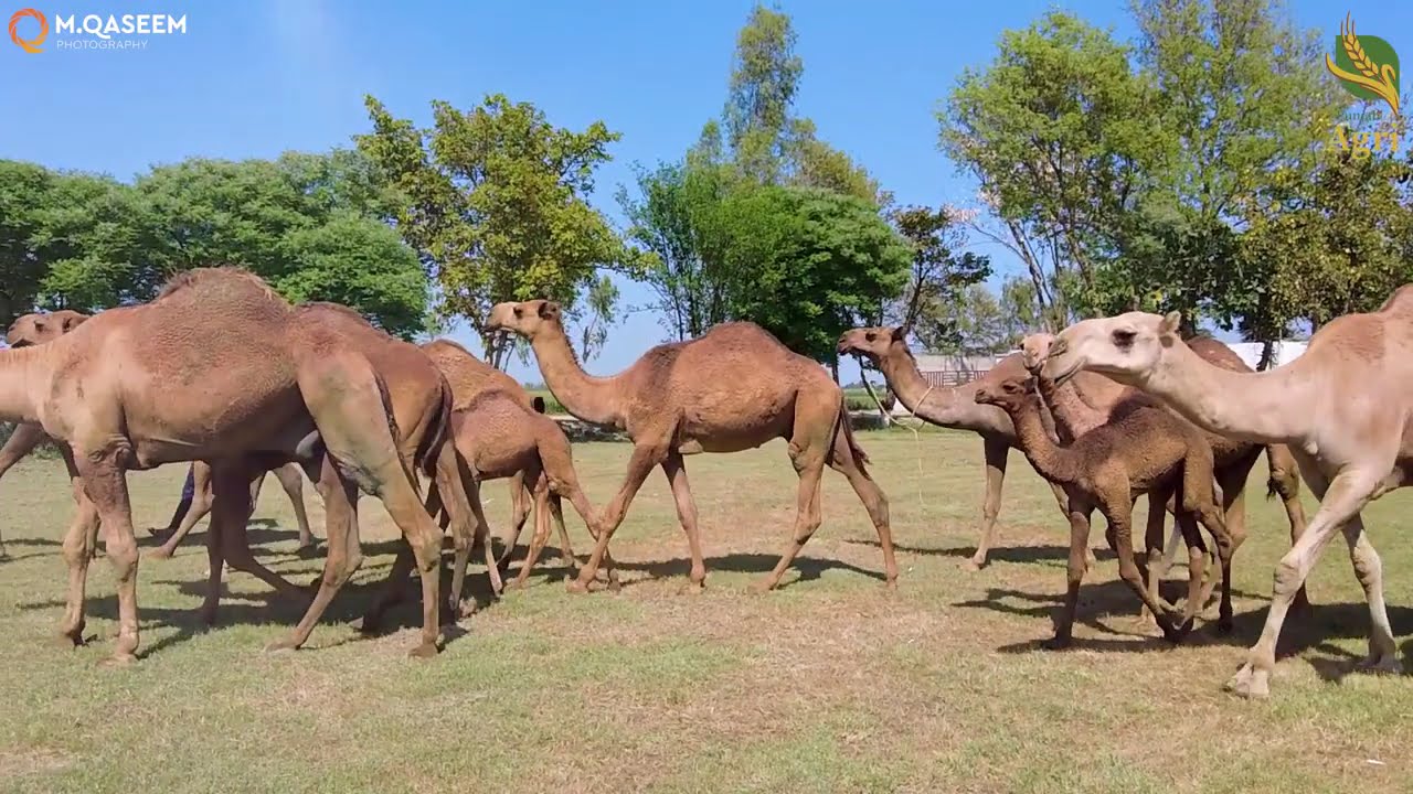 Virtual tour of Punjab Agri Farm- 2024