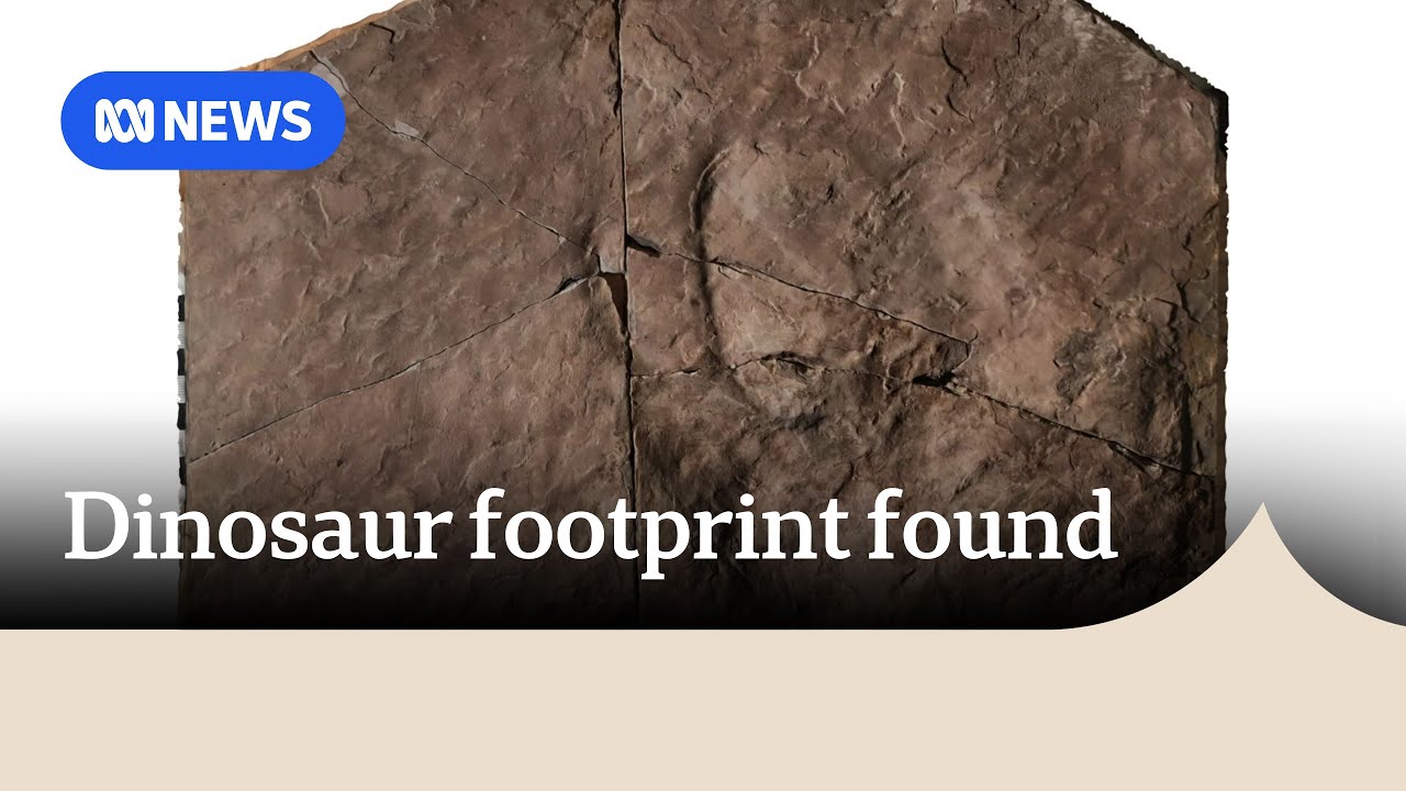 Dinosaur footprint found in Brisbane quarry more than 60 years ago identified | ABC NEWS