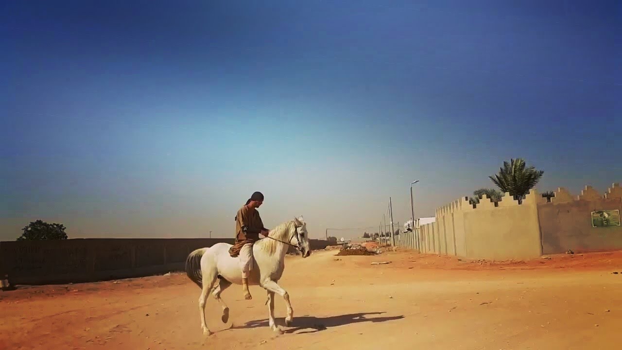 Riding a hot arabian mare that bolts, first time/ركوب فرس عربية حاره بدون سرج، وأول مره اركبها