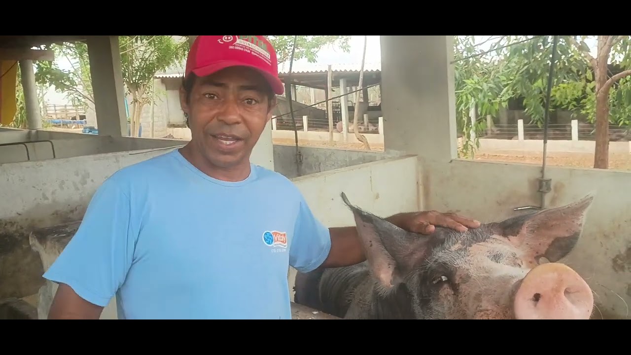 UM POUCO DO MANEJO DA GRANJA DE NENÉM CRUZ,EM CASA NOVA BA,#praticademanejo#nutrição#nenemcruz
