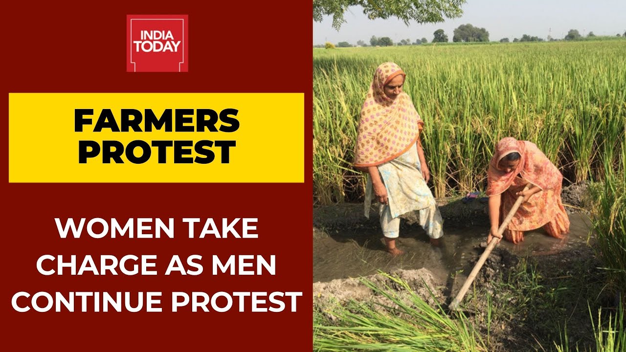 Farmers Protest: Women Take Charge Of Fields As Their Men Continue Protest Over Farm Laws