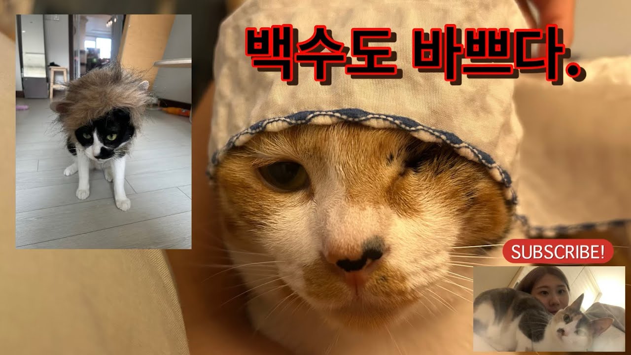 하루가 짧은 백수(feat. 옆 짓누르기) #vlog 