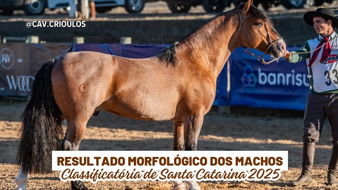 Resultado Morfológico dos Machos na Classificatória de Santa Catarina 2025