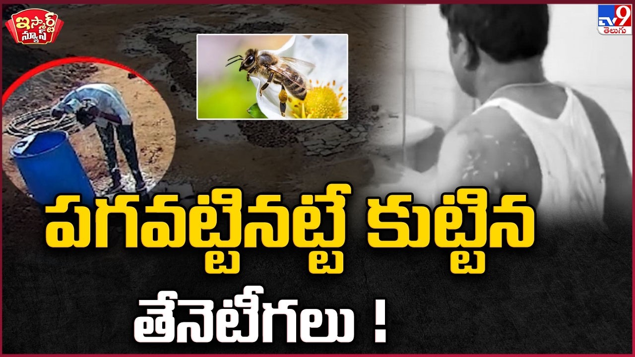 iSmart News : పగవట్టినట్టే కుట్టిన తేనెటీగలు !  | Honey Bees - TV9