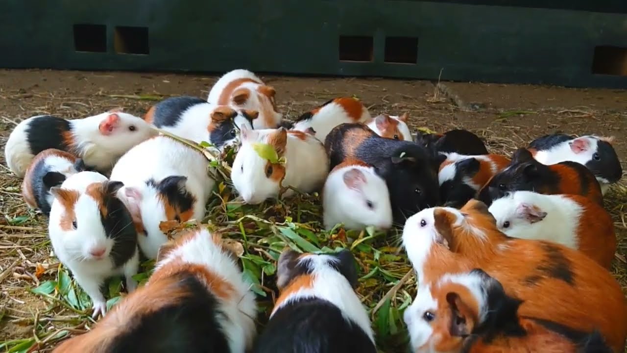 Uwah...! rame banget marmut lucu mukbang rumput 