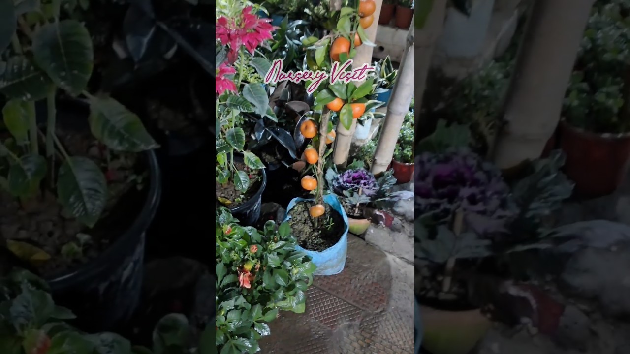 Nursery Visit 🍀☘️🌿 