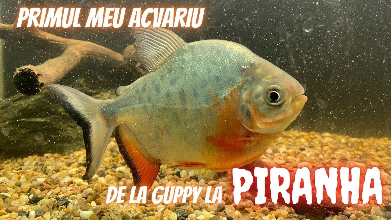 CUM AM INCEPUT ACVARISTICA? PRIMELE MELE ACVARII