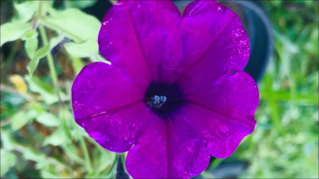 රහසක් 🤫 | Whispers of Nature 🍃