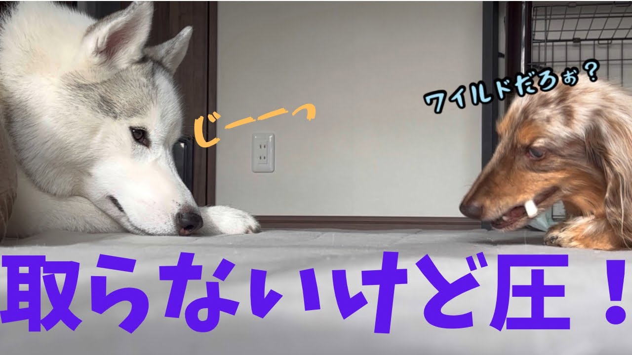 取らないけど圧が強いシベリアンハスキー のおやつの欲望