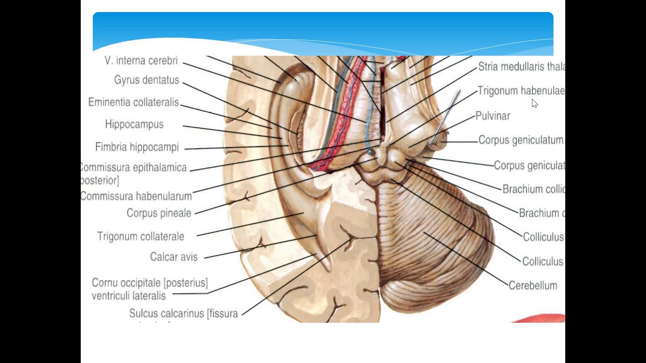 DIENCEPHALON-Ara beyin