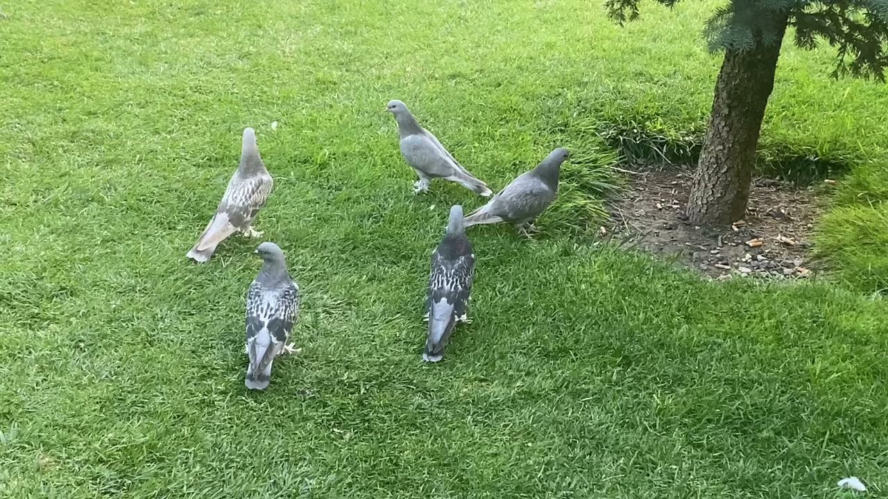 Yavrular uçmaya başladı.Taklayı çevirdiler.(oyunkuşu)