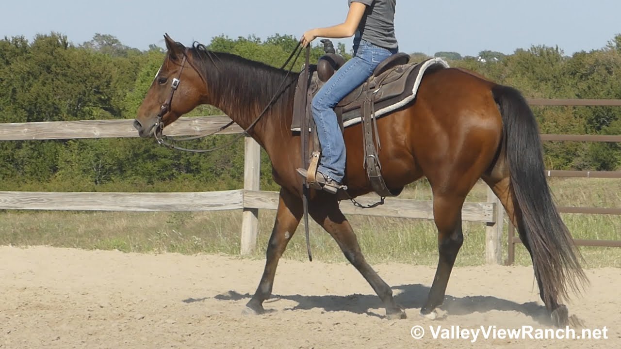 HBT Smart Gunner - walk, trot, lope, stops! - ValleyViewRanch.net