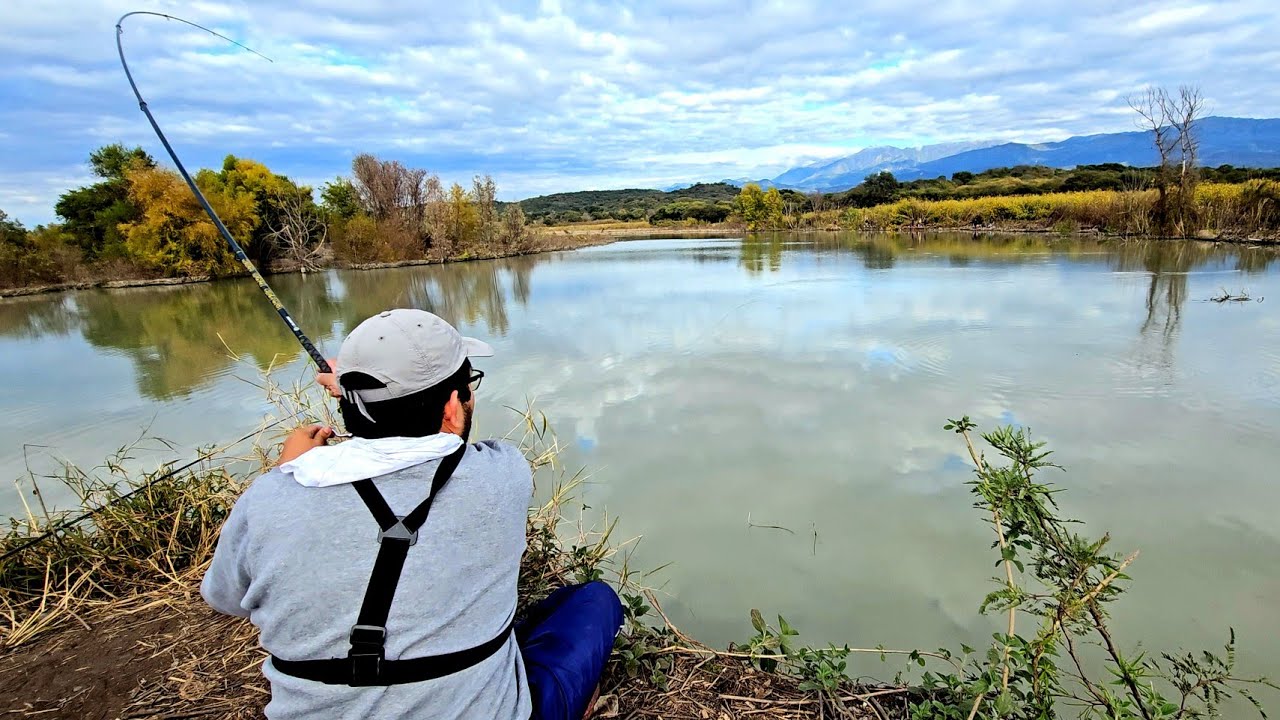 CARDUMEN de PEJERREY HAMBRIENTO PICABA HASTA CON CARNE DE VACA 😱