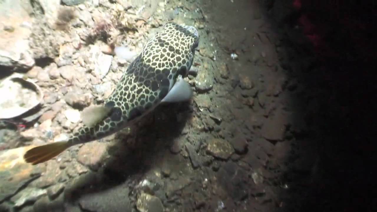 The Residents of Port Phillip Bay, Smooth Toadfish