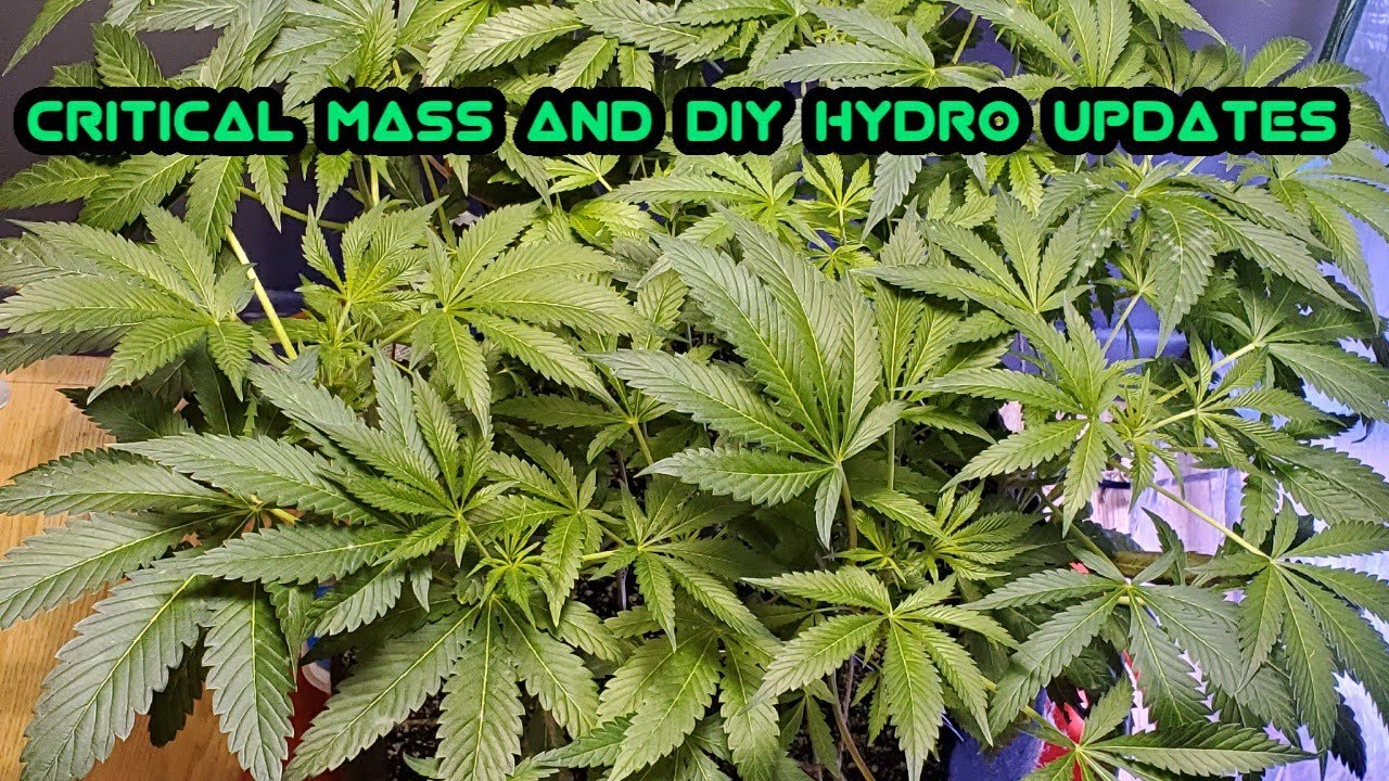 Growing Cannabis indoors. critical mass auto 10week old