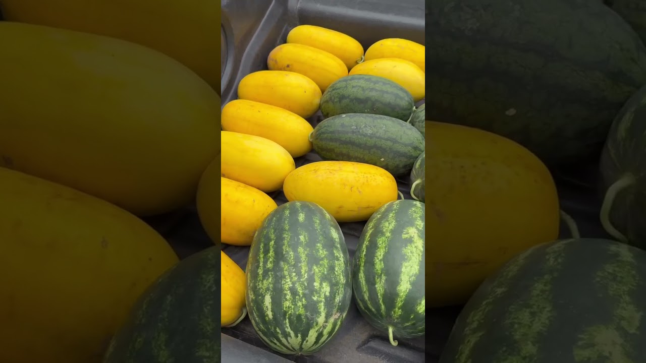 เชฟกะปอม “พาไปเก็บแตงโมในสวน“ แจกคนในหมู่บ้าน#กะปอม #เชฟกะปอม#อาหารอีสาน #Chefkapom#viralvideo