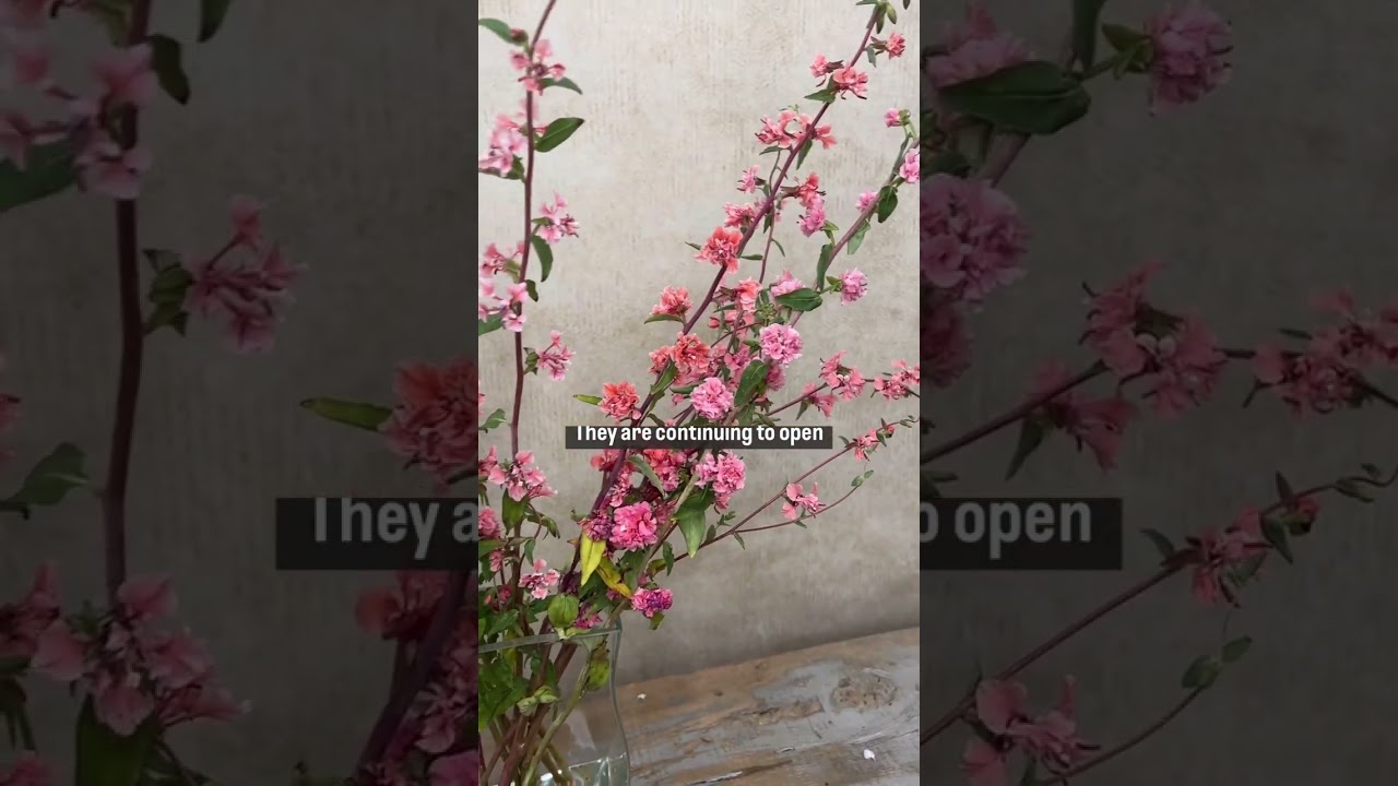 Another &ldquo;Cool Flower&rdquo; that I plant in very early spring