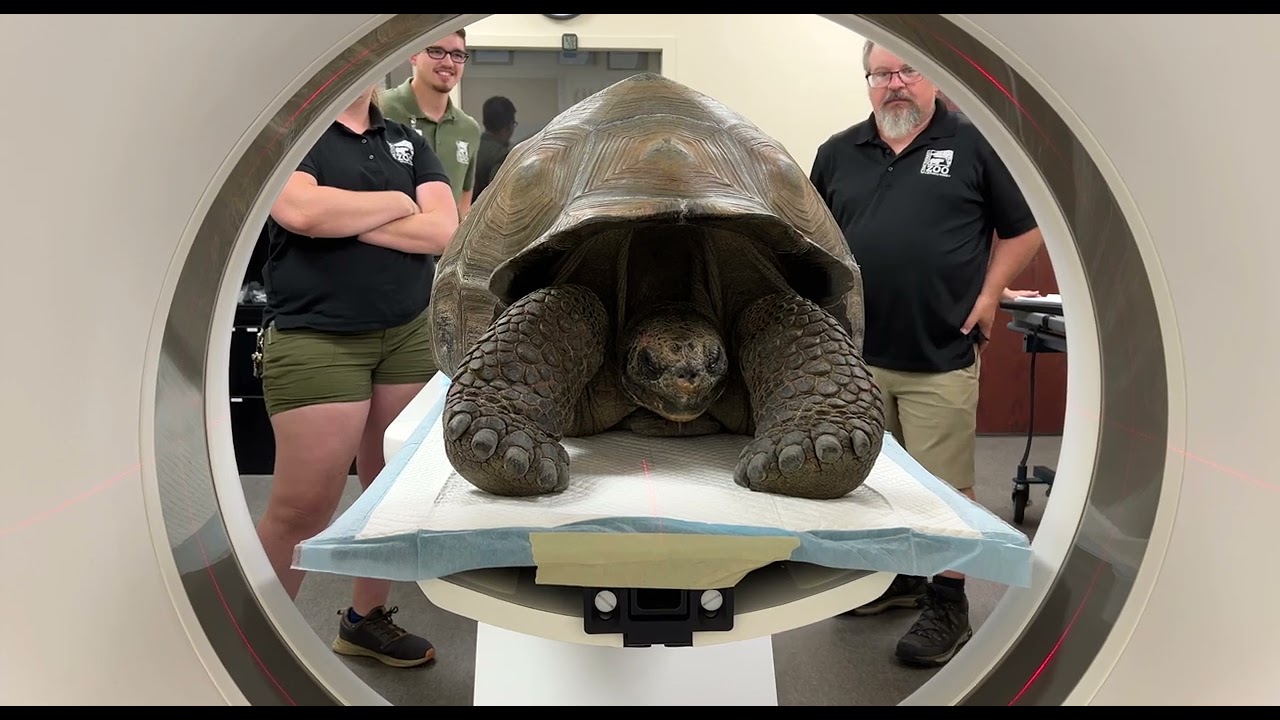 Galapagos Tortoise Bruno Gets CT Scan - Cincinnati Zoo