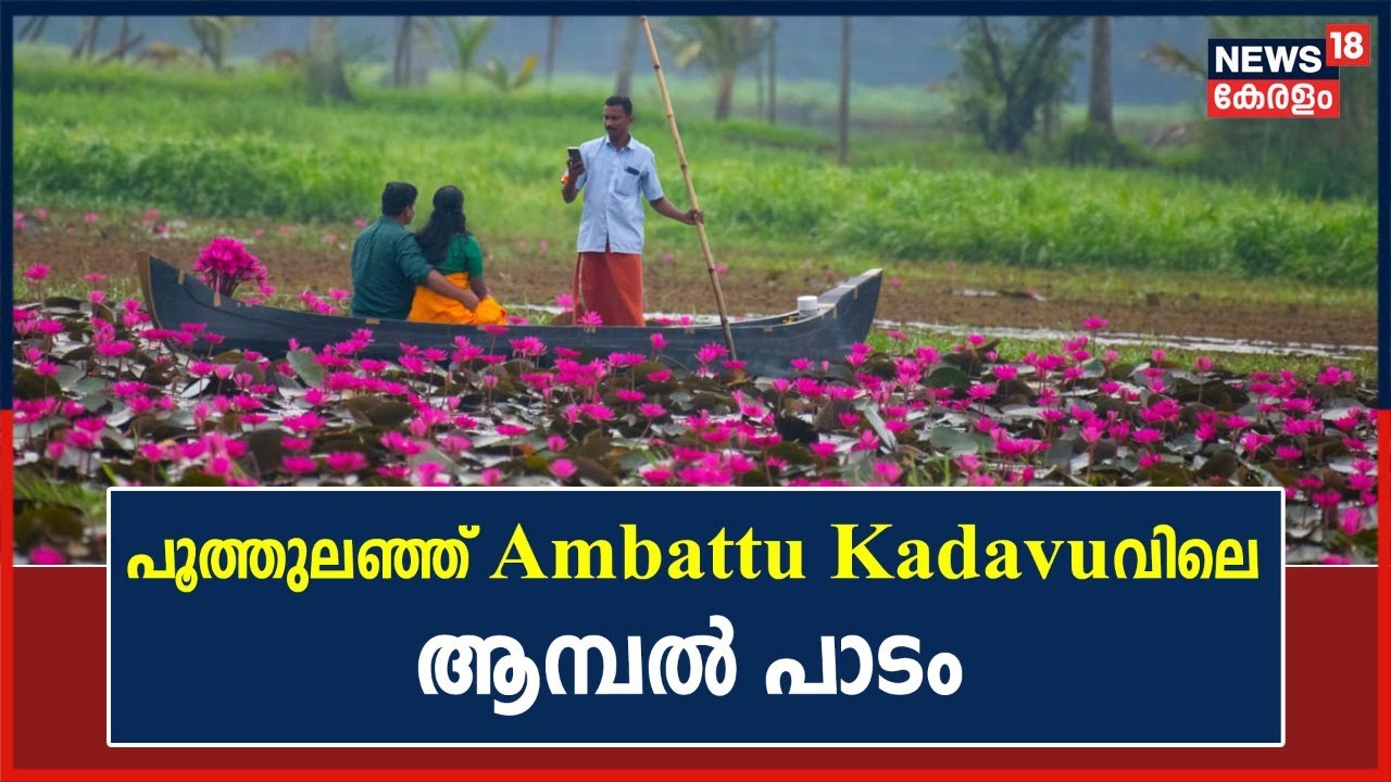 World Tourism Day | വിനോദസഞ്ചാരികളുടെ ഇഷ്ട കേന്ദ്രമായി മാറി Kottayam Ambattu Kadavuവിലെ ആമ്പൽ പാടം