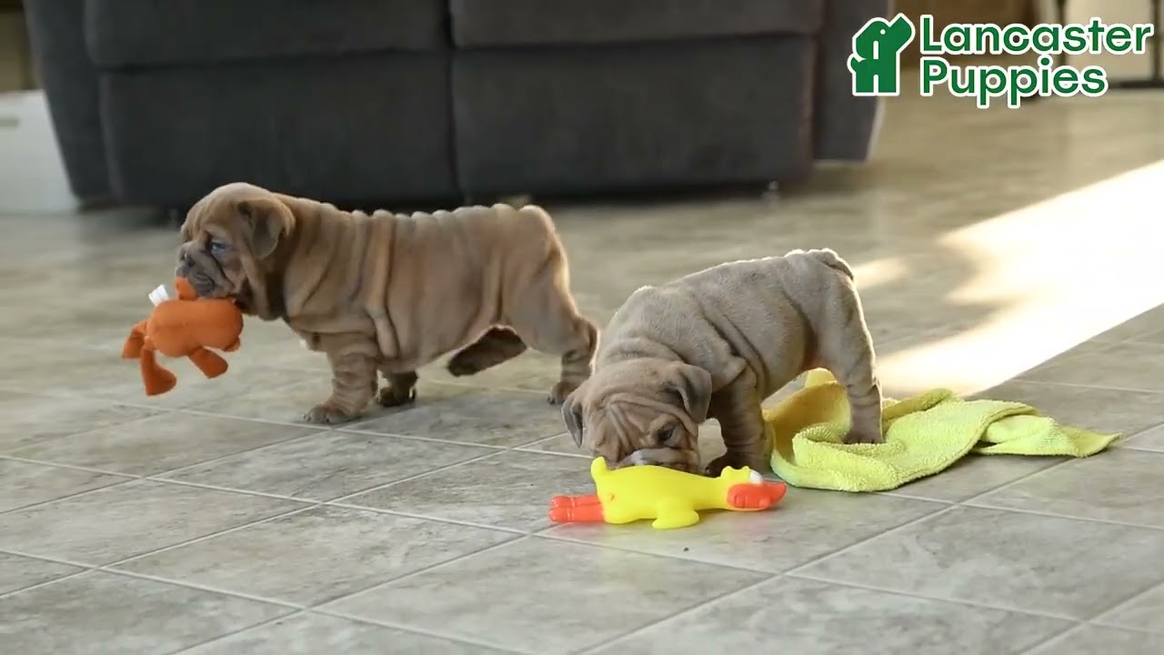 Adorable English Bulldog Puppies