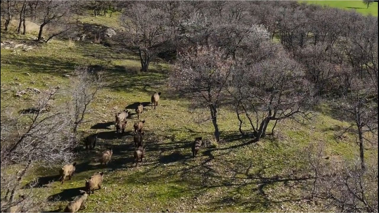 Dronla Yaban Domuzları g&ouml;r&uuml;nt&uuml;leri  #domuz #wildboar #chasseausanglier #chasse  #nature #wildlife