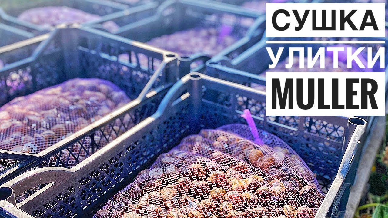 Как сушить улитку Muller? Нашел САМУЮ БОЛЬШУЮ улитку 🐌 Анабиоз. Фасовка и хранение улитки Muller