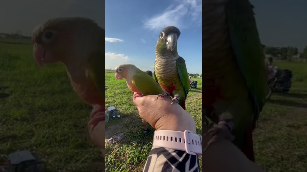Green Cheek Conure Parrots Preparing For Freeflight