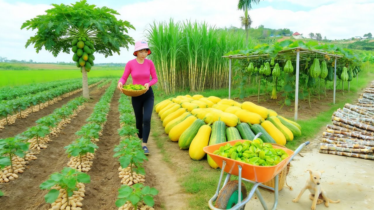 Harvest, Sell, And Cook With: Starfruit, Zucchini, Chayote, Sugarcane, And Peanuts - Girl Farm