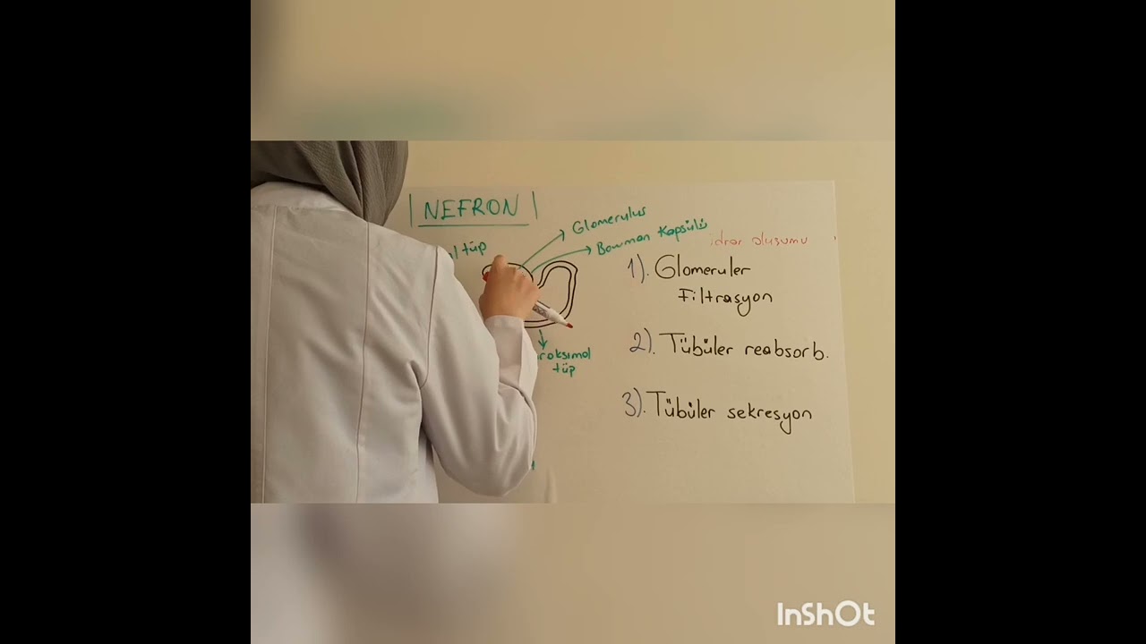 Çocuklarda Üriner Sistem (Giriş) Pediatri hemşireliği