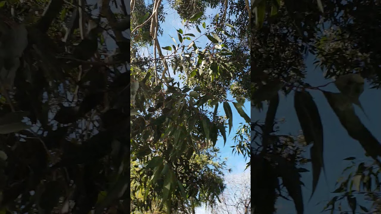 My flowering gum hums all day long with Bees