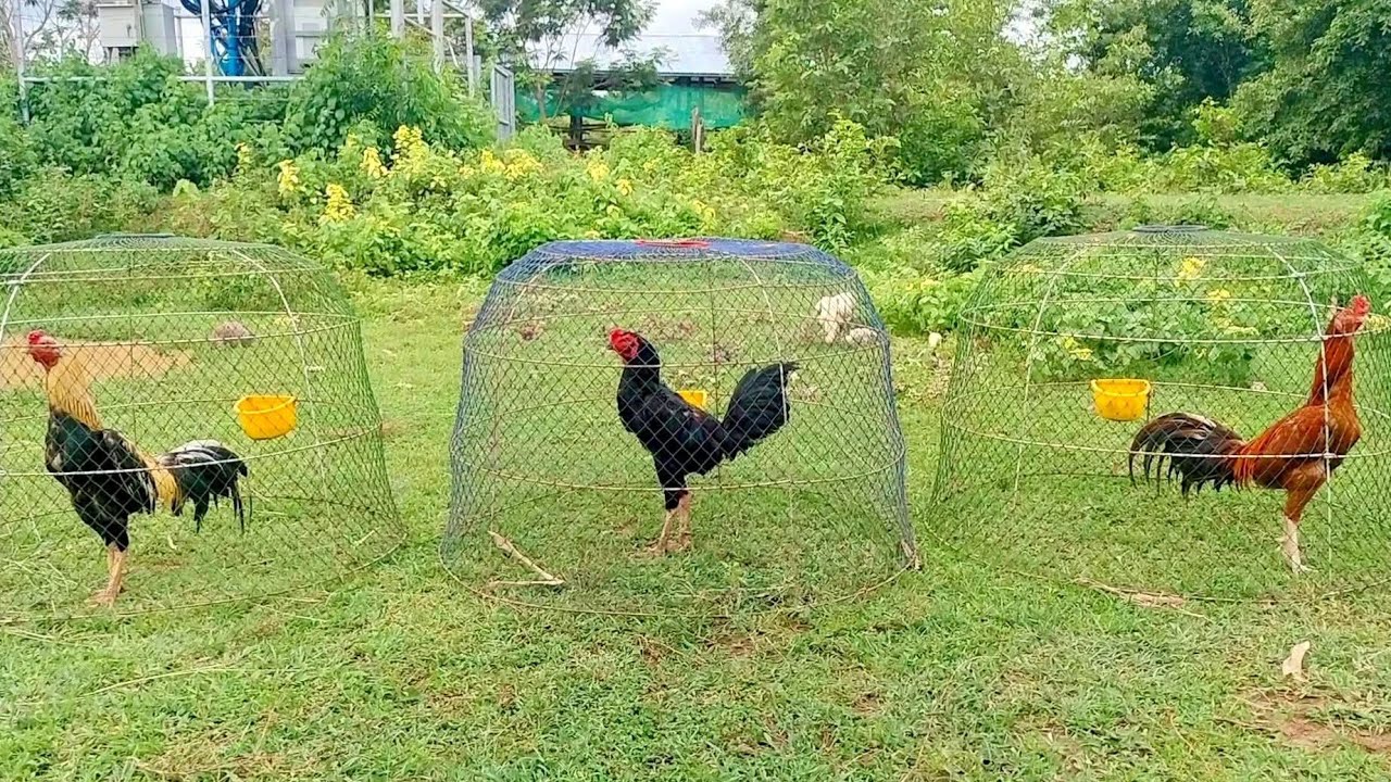 ไก่พม่า อัพเดตไก่ช่วงปลายเดือนมิถุนายน2568