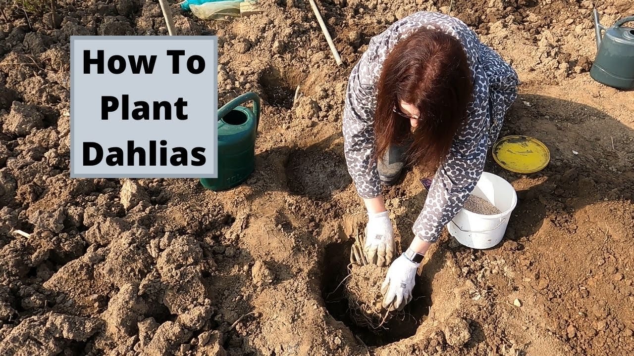 How To Plant Dahlias - Allotment Gardening For Beginners