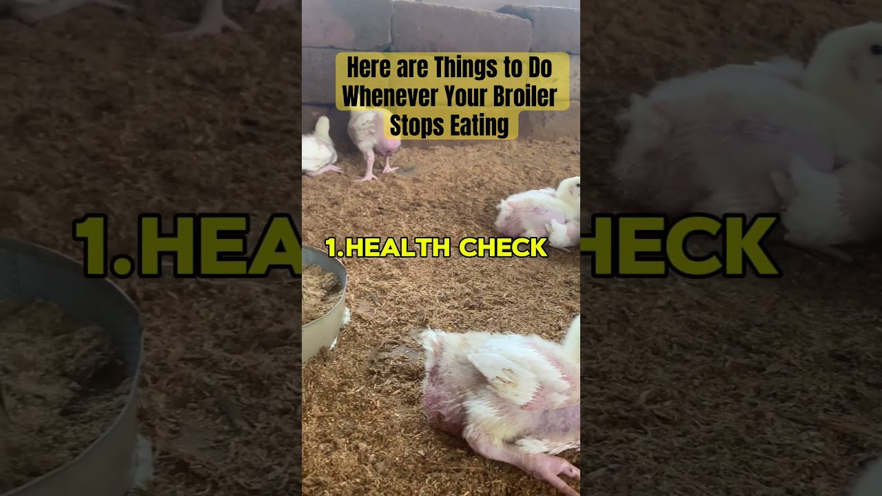 Here are Things to Do Whenever Your Broiler Stops Eating #poultrytips #poultryhealth