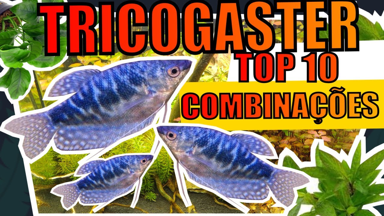 🔴TRICOGASTER: QUAIS PEIXES COLOCAR JUNTO |Mr. Betta|
