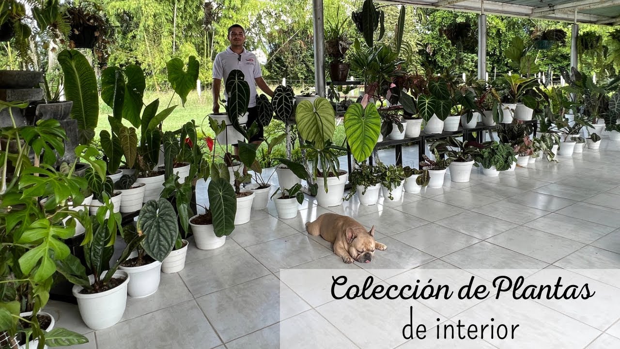 Gran colección de PLANTAS DE INTERIOR: Encuentra las mejores plantas para tu casa🪴