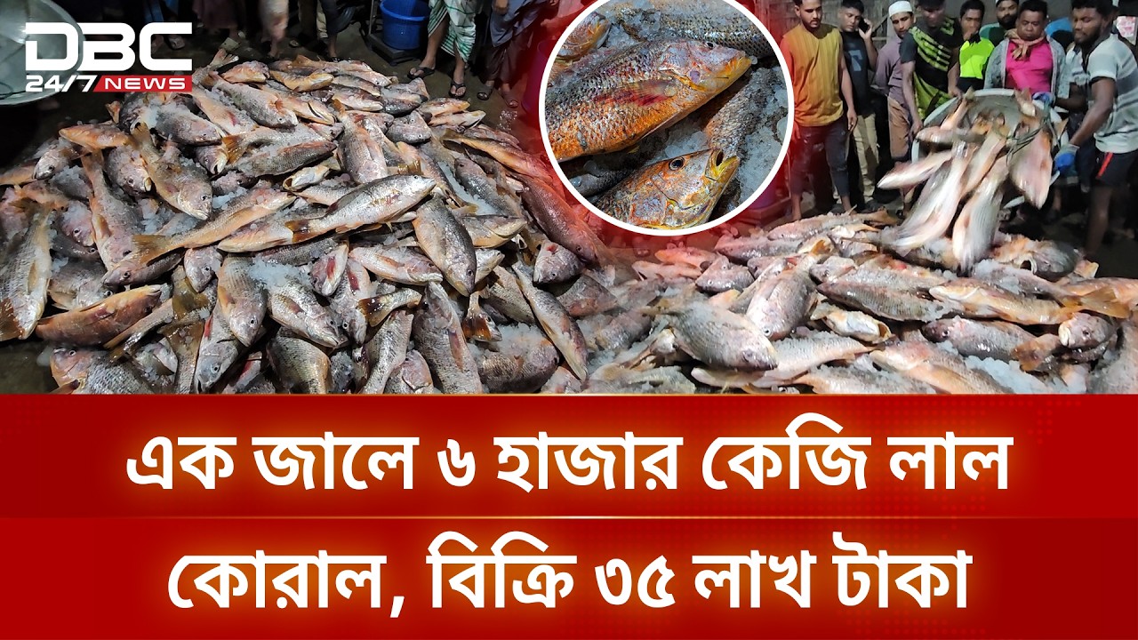 টেকনাফের জেলেদের জালে ধরা পড়ল ১৫০ মণ লাল কোরাল, বিক্রি ৩৫ লাখ টাকা | DBC NEWS Special