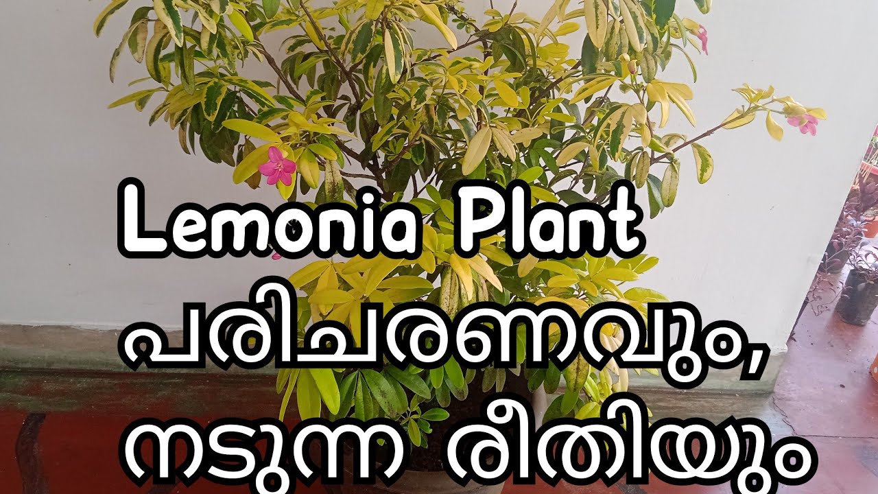 Lemonia Plant Care and Propagation|Ravenia spectabilis|Exotic plant മലയാളം #plantsofkind#lemonia