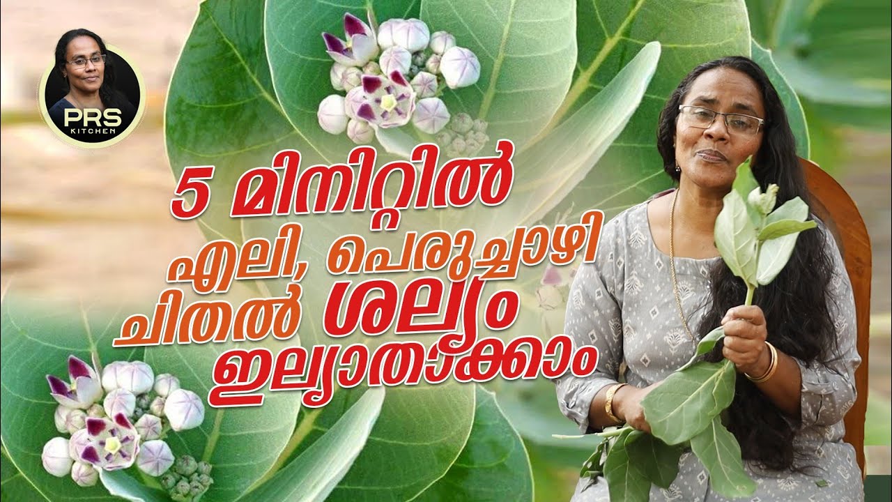 എലി പെരുച്ചാഴി ചിതൽ ശല്യം ഒഴിവാക്കാം വെറും 5 മിനിറ്റിൽ | PRS KITCHEN |