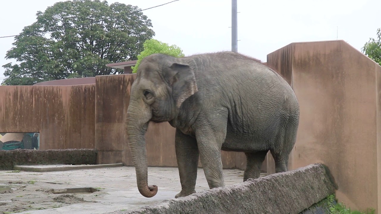 異常行動：ゾウのスズコ 常同行動（日立かみね動物園）｜動物解放団体リブ