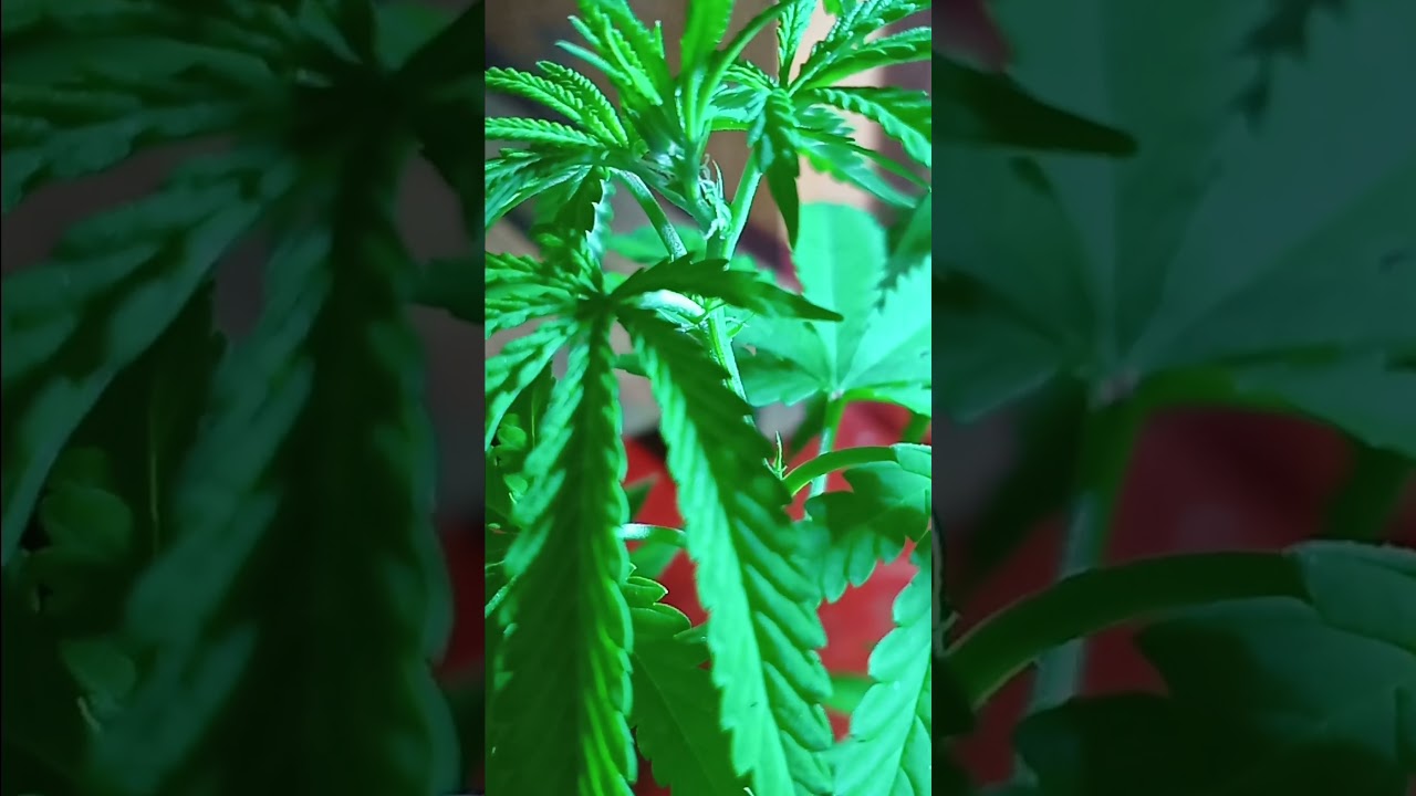 Tangie plant in pre-flower under a regular led bulb#cannabisdaily#cannabiseducation #cannabischannel