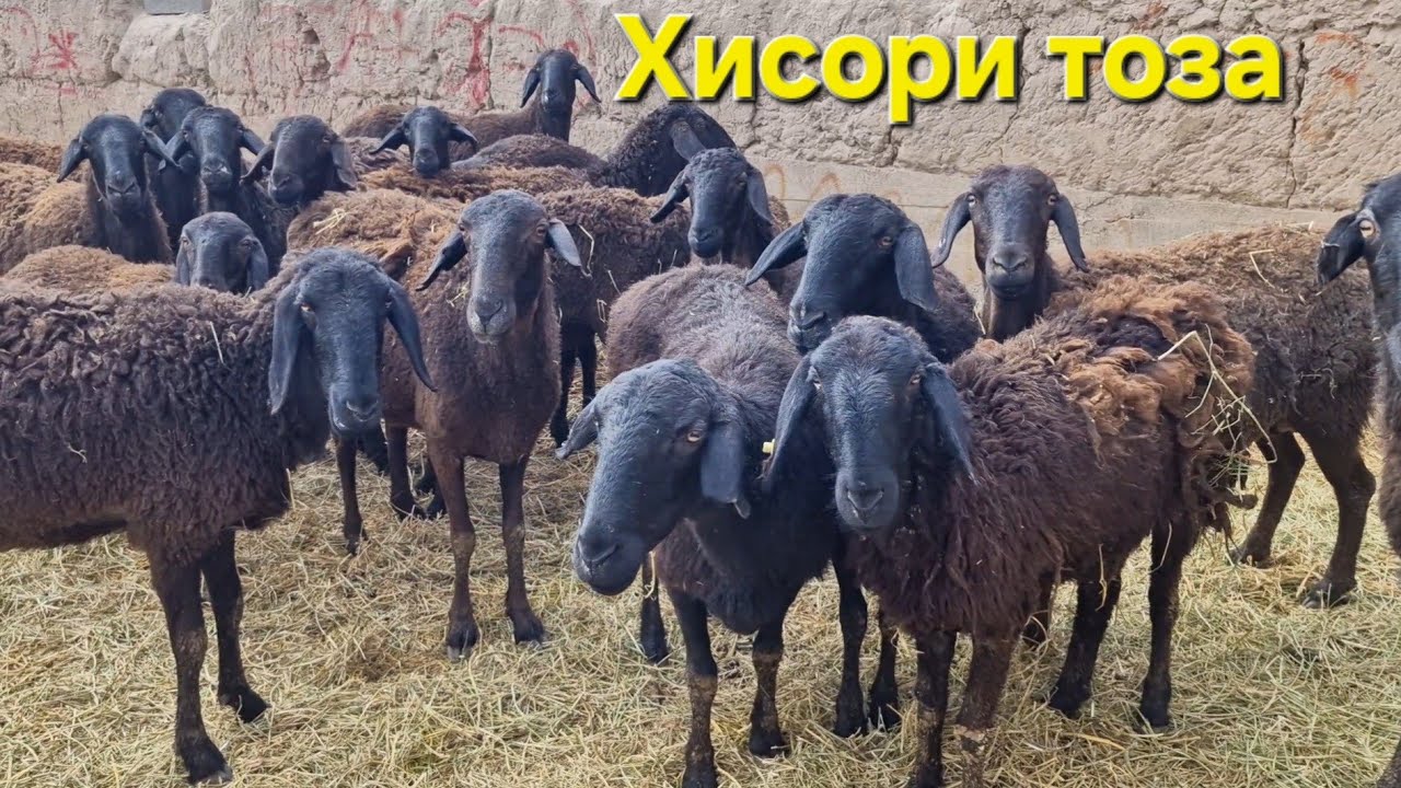 Гусфандхои Хисори фуруши.  Ватсап 907 30 60 40.  Тел 206 90 91 91 