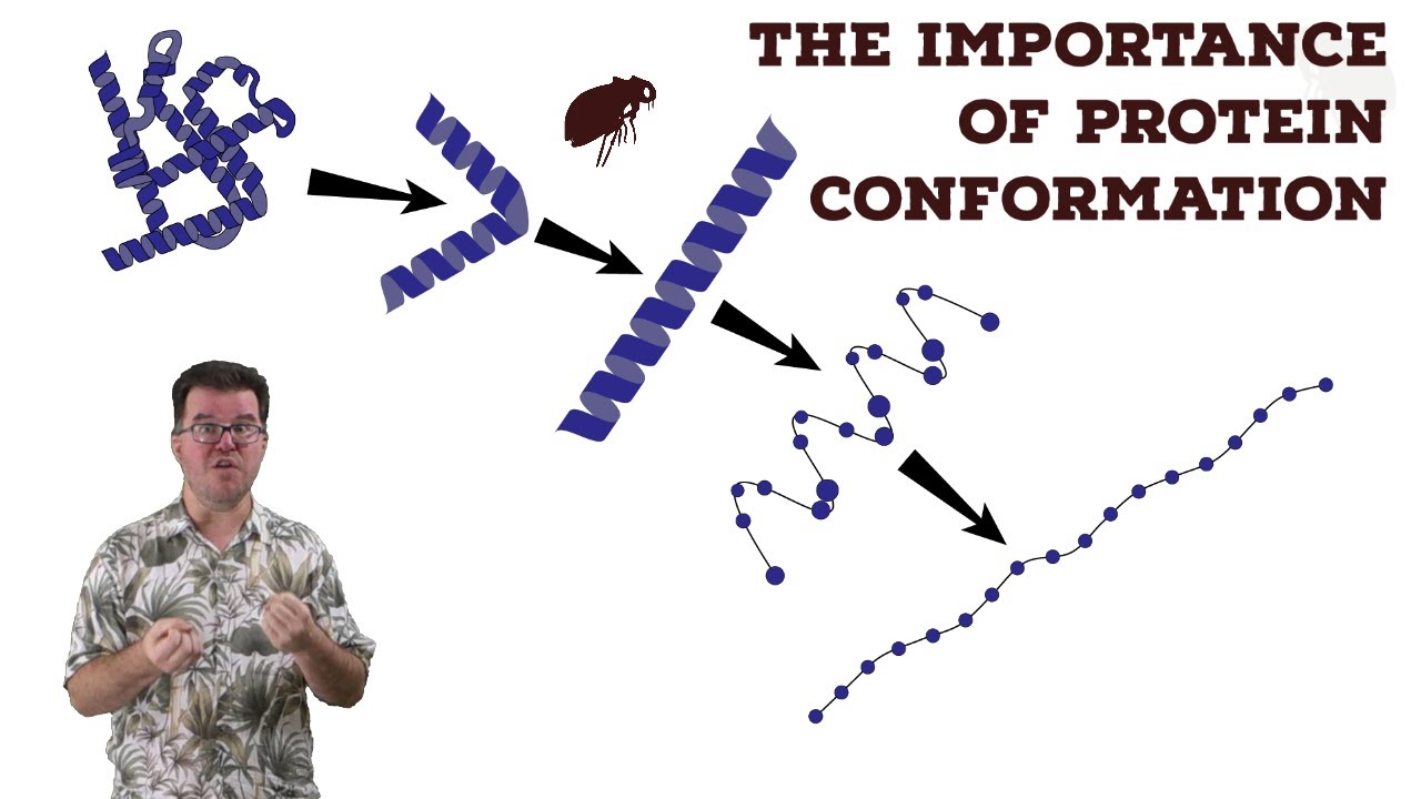The Importance of Protein Conformation
