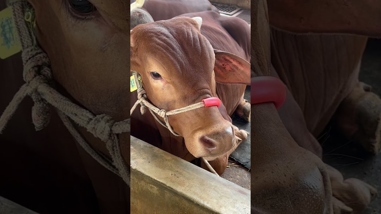 big cow hamba hamba ba🥵🥰🌺🤍#goat #cow #viralshort