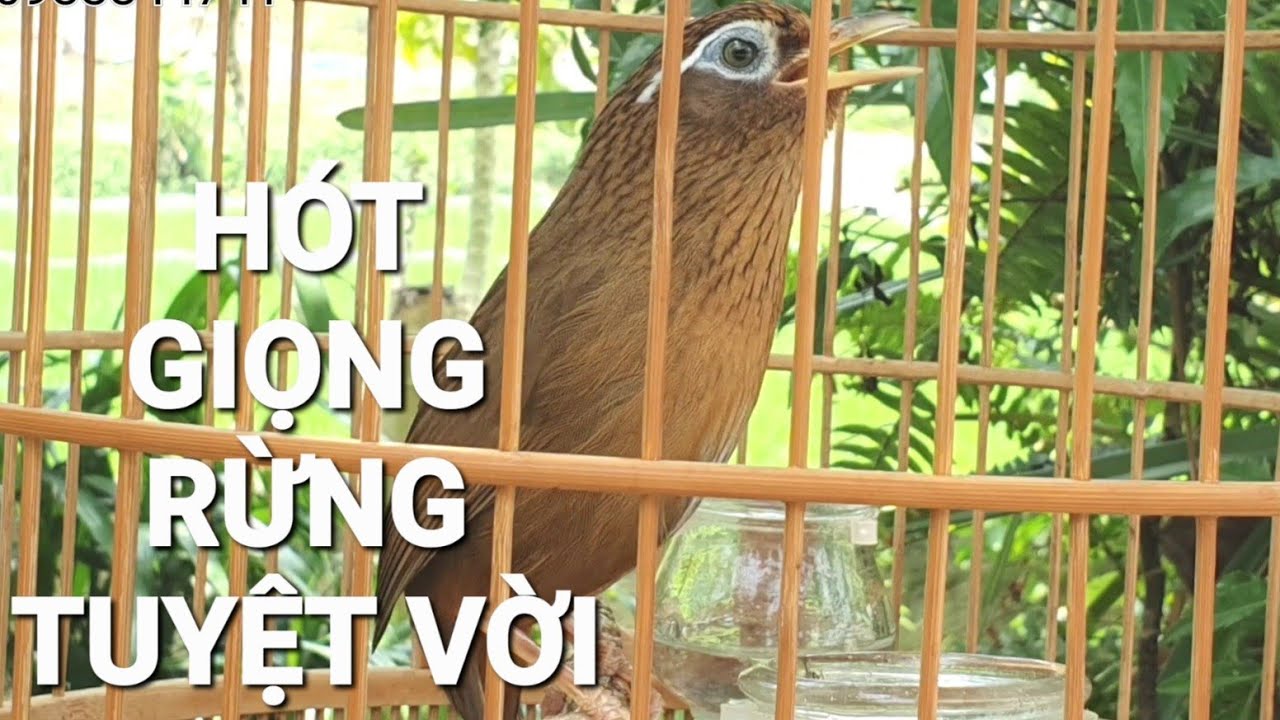 Họa Mi Hót Giọng Rừng Hay Nhất Vịnh Bắc Bộ