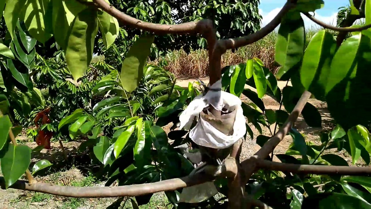 Graviola iniciando​ produção aos 2 anos de idade.