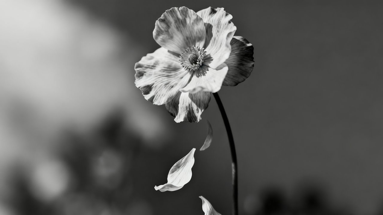 Pieces Of Me
